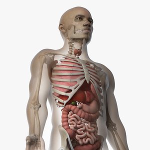 3D skin african male skeleton model