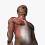 african male anatomy 3D model
