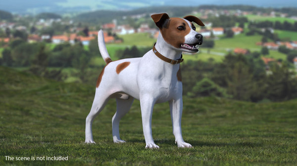 Jack Russell Terrier Beschmutzter Pelz 3d Modell Turbosquid