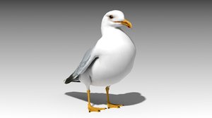 seagull 3D