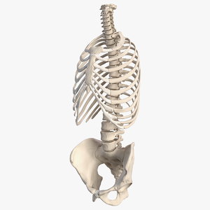 3D male torso skeleton bones