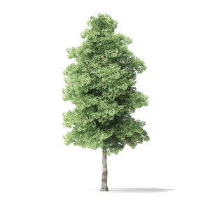 3D red alder tree 7 model