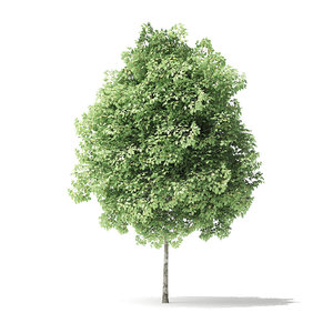 3D red alder tree 3 model