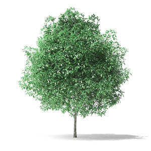 green ash tree 2 3D