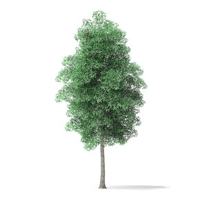 green ash tree 7 3D model