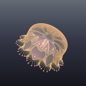 3D realistic jellyfish