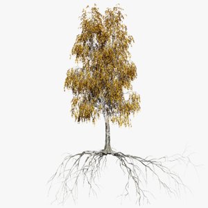 3D birch 5 tree