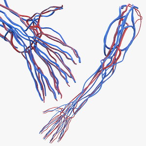 human arm cardiovascular vascular 3D model