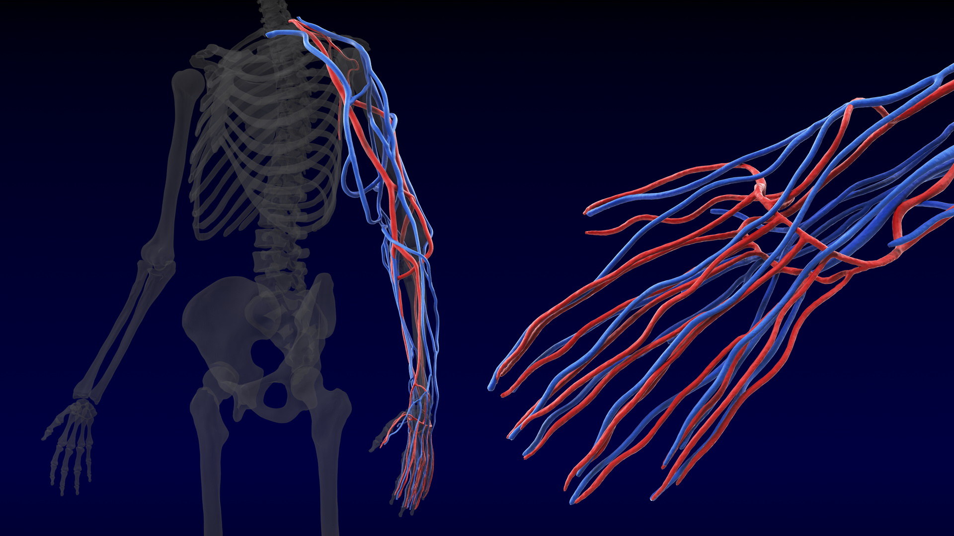 Human arm cardiovascular vascular 3D model TurboSquid 1459116