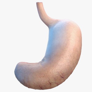 human stomach 3D model