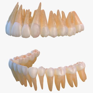 3D human teeth