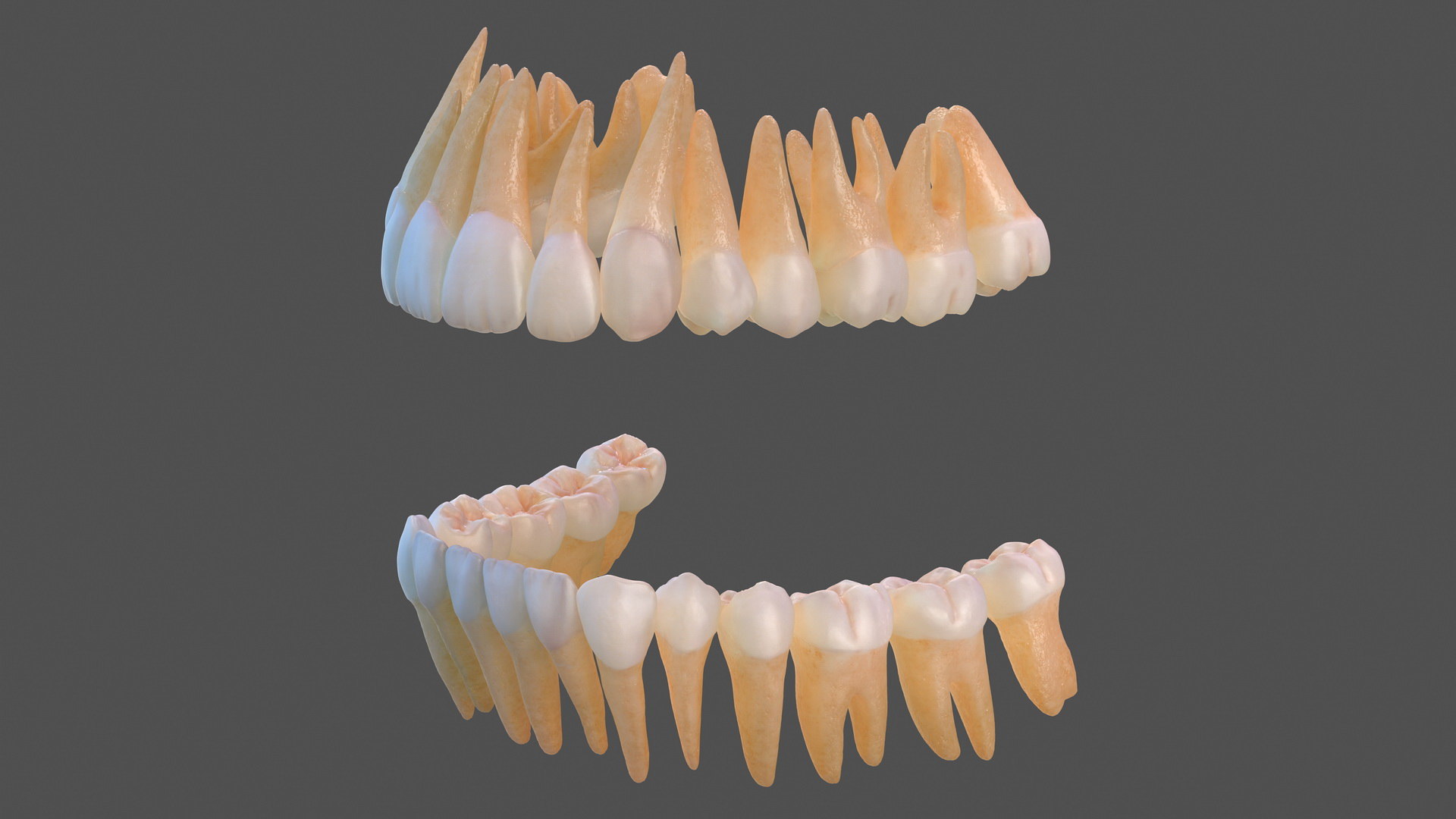 3D human teeth TurboSquid 1459204