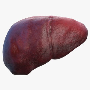 human liver 3D