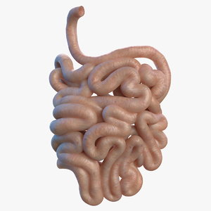 Digestive System 3D Models for Download | TurboSquid