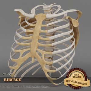 3d model ribcage complete