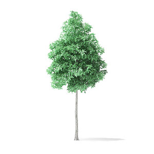 american basswood tree 7m 3D model