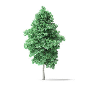 american basswood tree 7 3D model