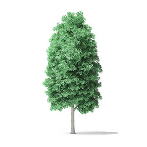 3D model american basswood tree 10m
