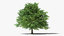 3D sessile oak tree