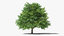 3D sessile oak tree