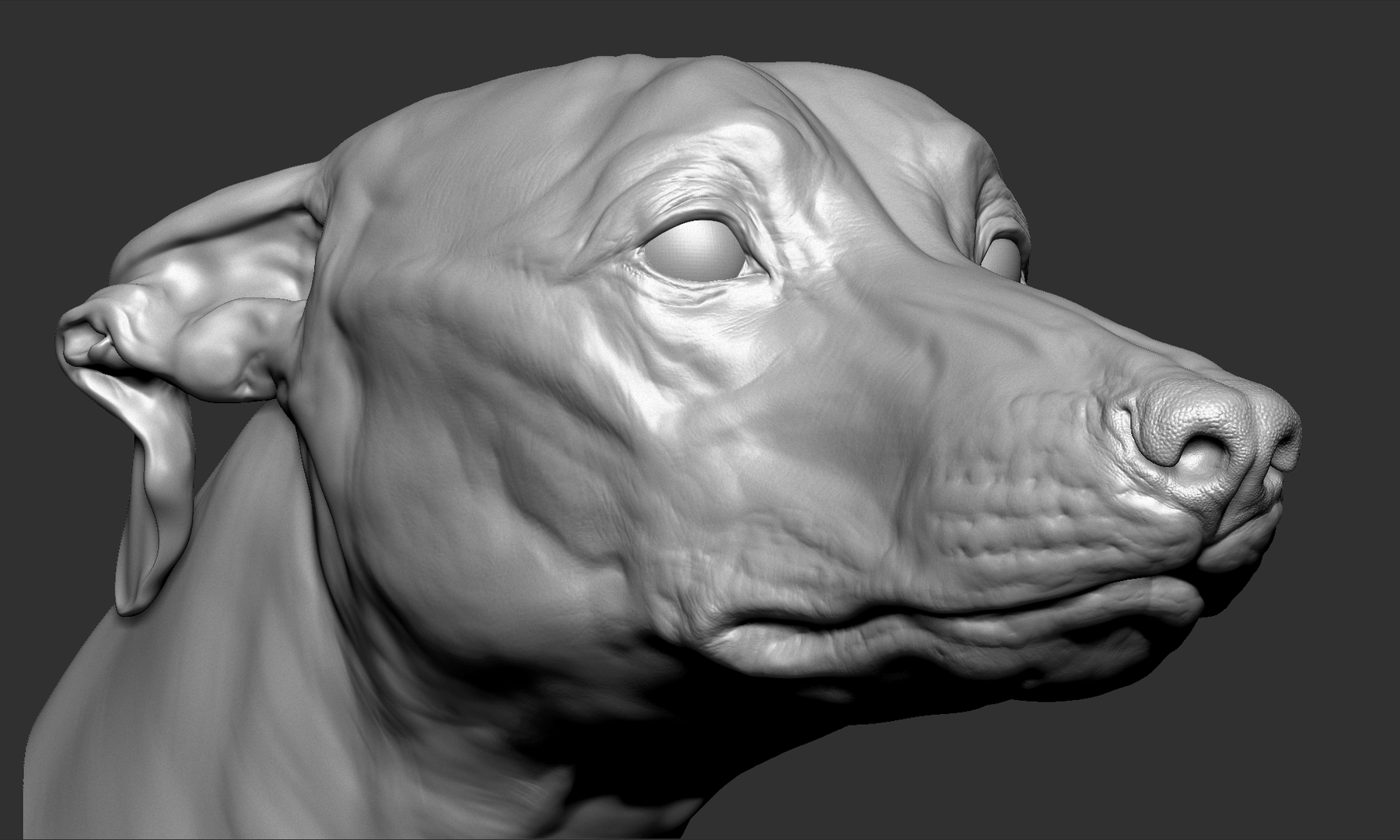 Greyhound head model - TurboSquid 1459620