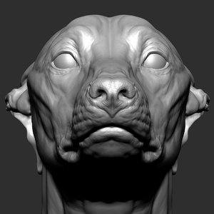 greyhound head model