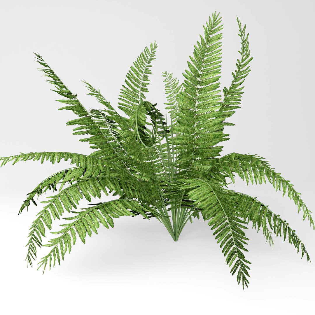  3D  fern  model  TurboSquid 1459753