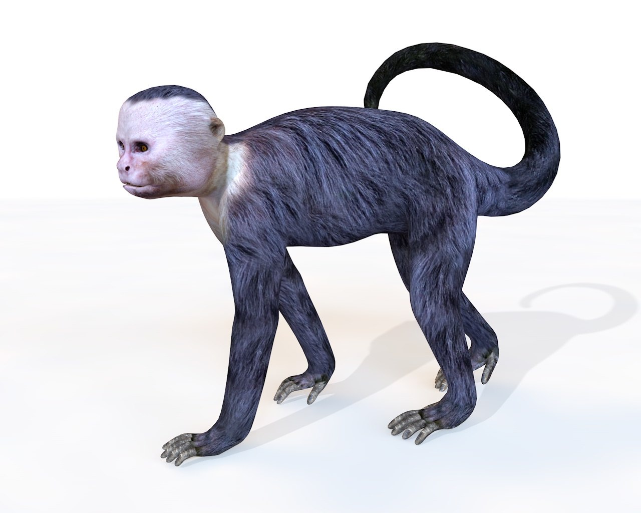 3D capuchin monkey model TurboSquid 1459805