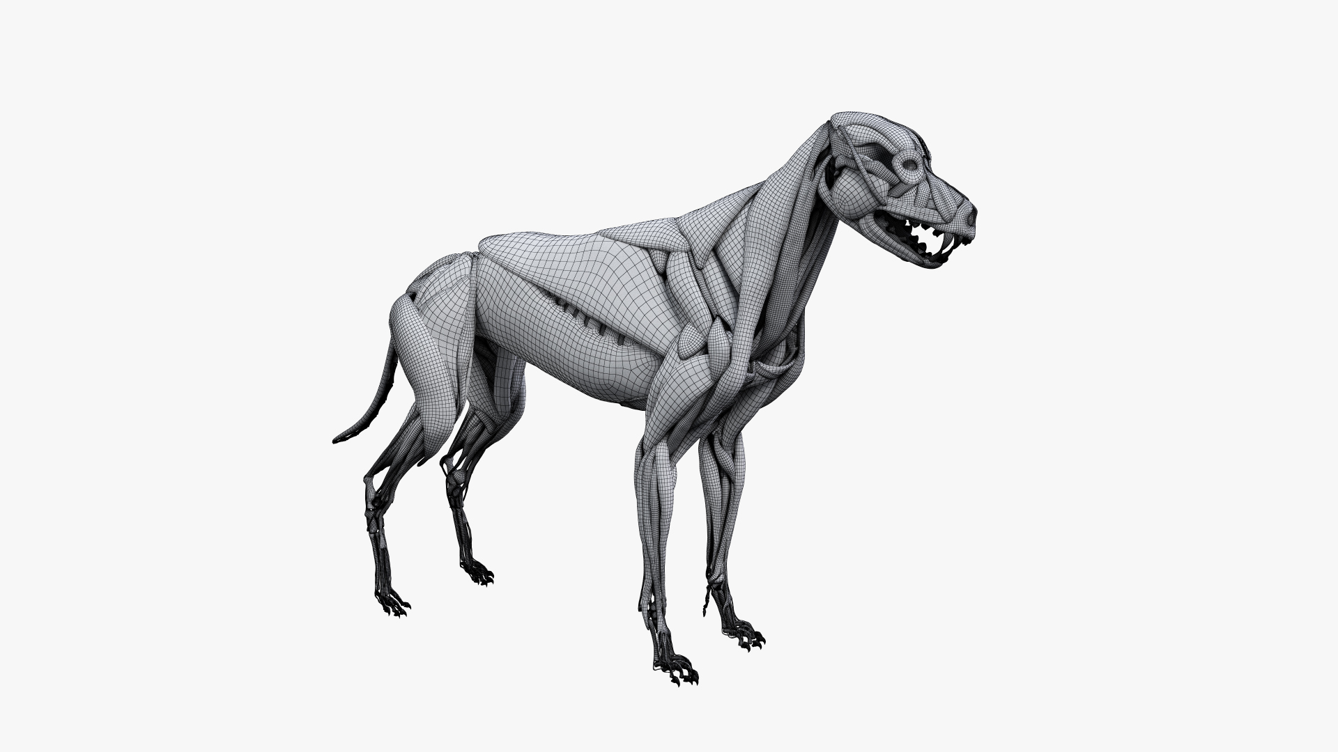 全犬解剖图3d模型