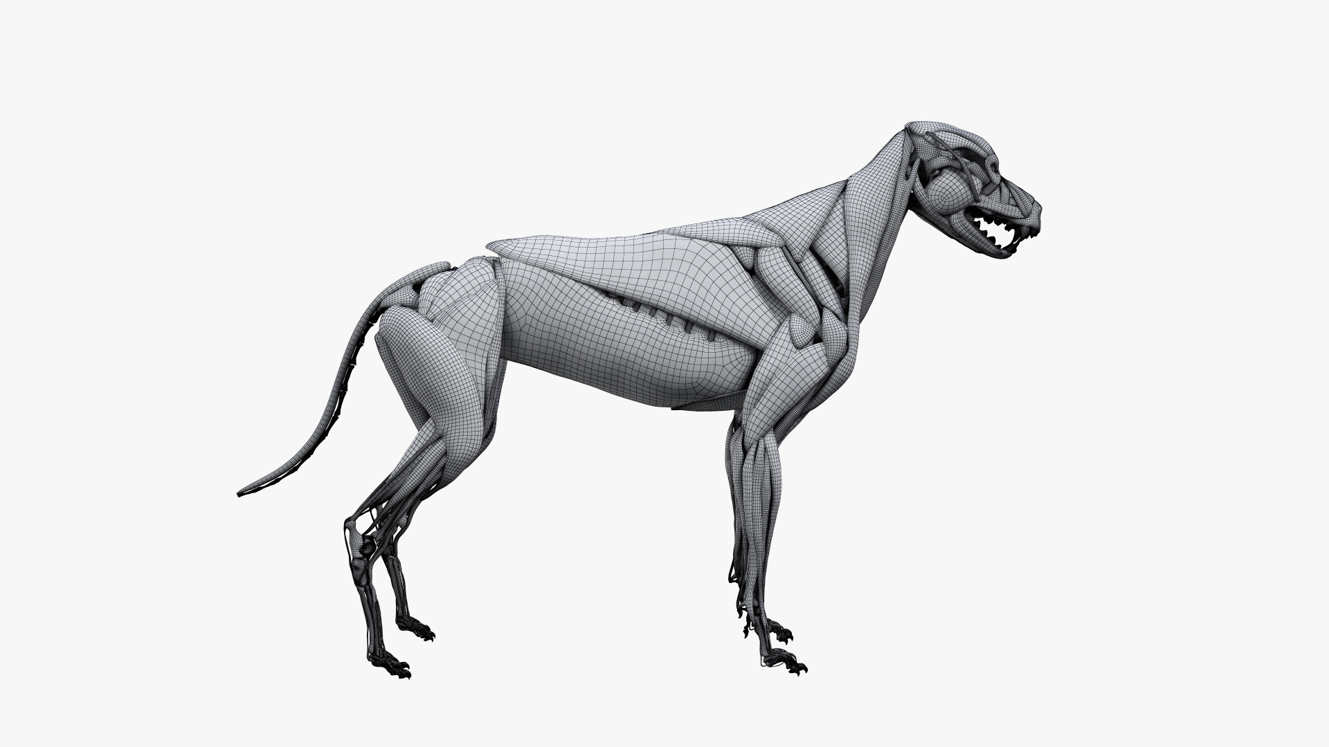 全犬解剖图3d模型