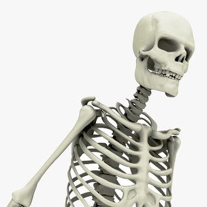 3D skull science anatomy model