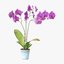 orchid flower 3D