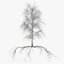 birch dry 2 tree 3D model