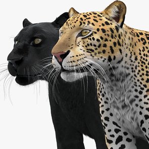 leopard panther pack fur 3D model