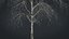 birch dry 2 tree 3D model