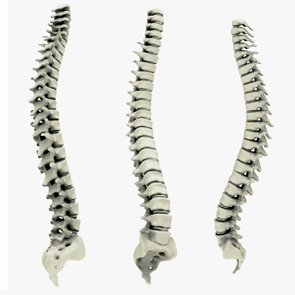 3 позвоночник. Spine 3d model. Позвоночник 3d. Позвоночник 3д модель. Позвонок 3д.