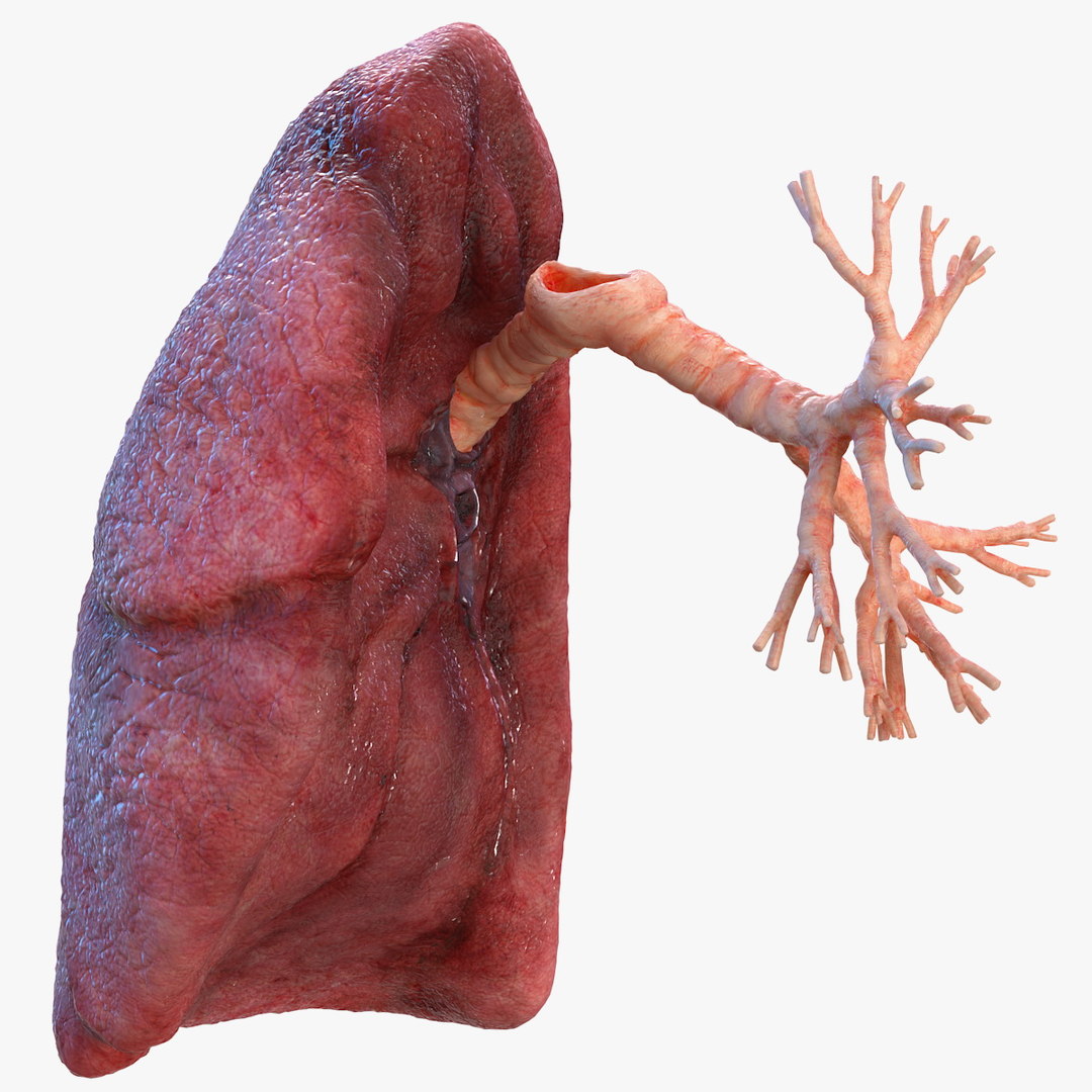 Human lung right bronchi 3D model - TurboSquid 1461705