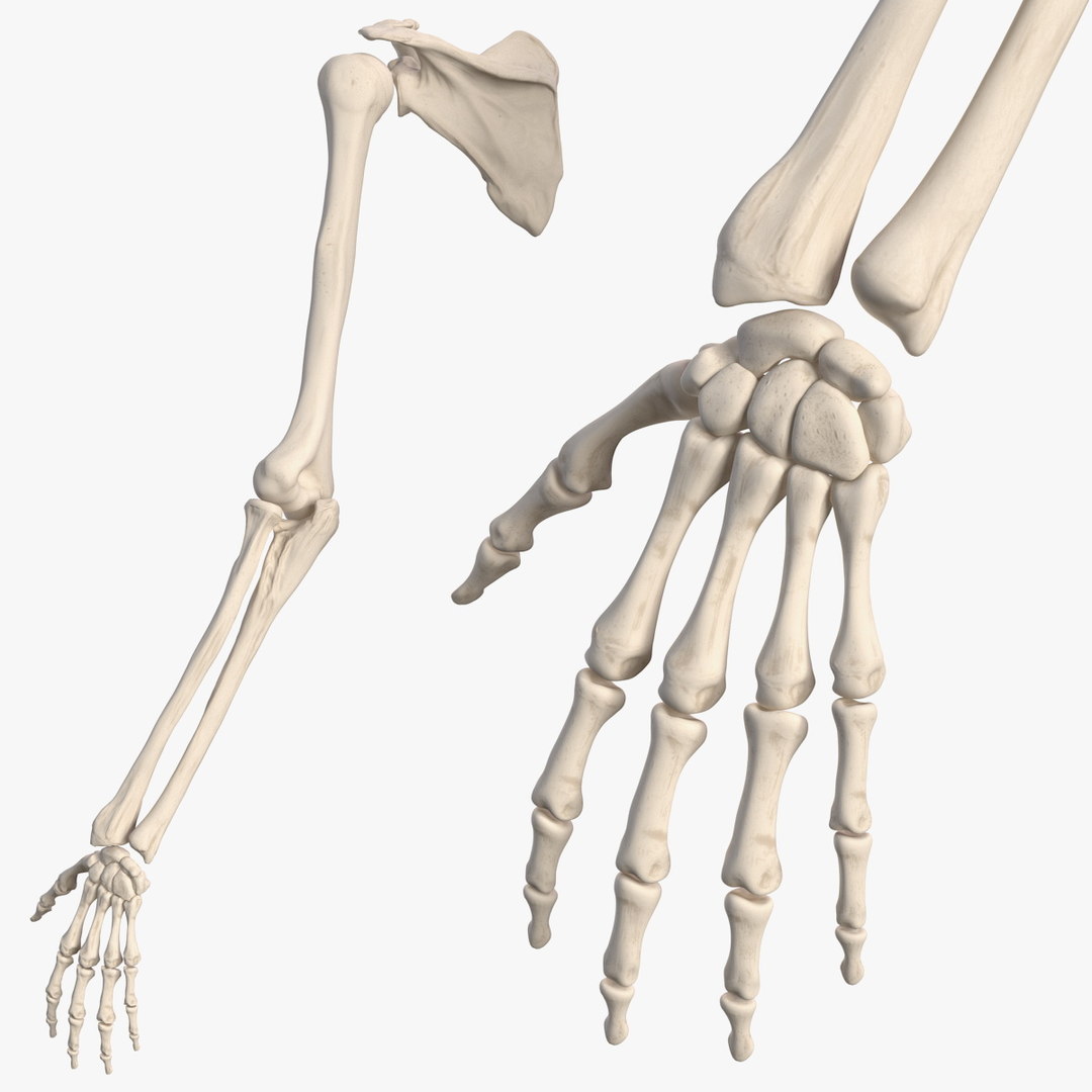 Human arm skeleton 3D - TurboSquid 1461209