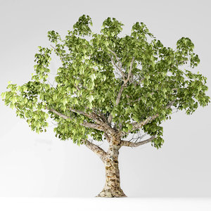 sycamore tree 3D model