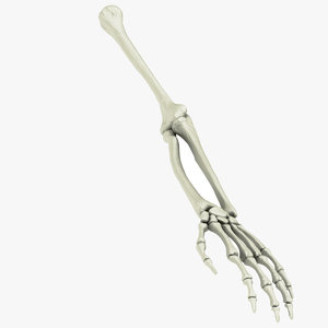 hand arm 3D model