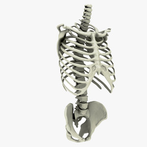 3D model rib cage spine pelvis