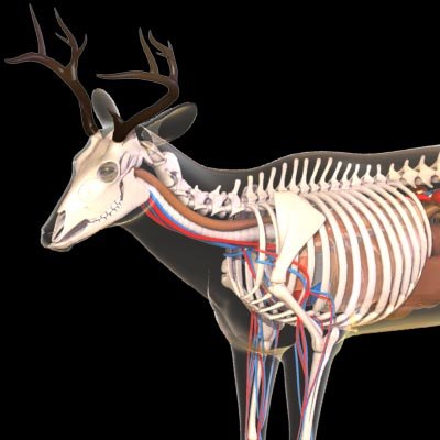 Deer anatomy model - TurboSquid 1461620