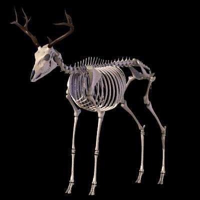 Deer anatomy model - TurboSquid 1461620