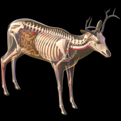 Deer anatomy model - TurboSquid 1461620