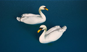 3D swan white