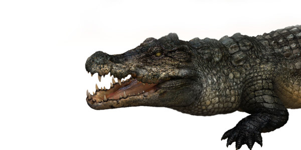 3D crocodile model