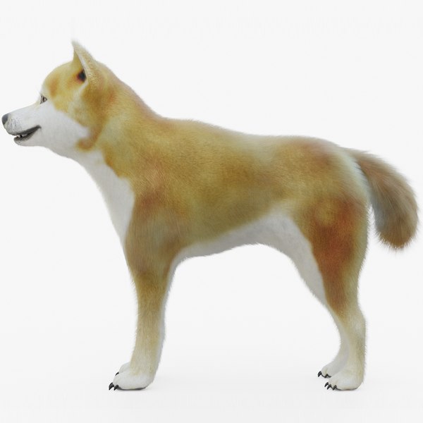 柴犬3dモデル Turbosquid