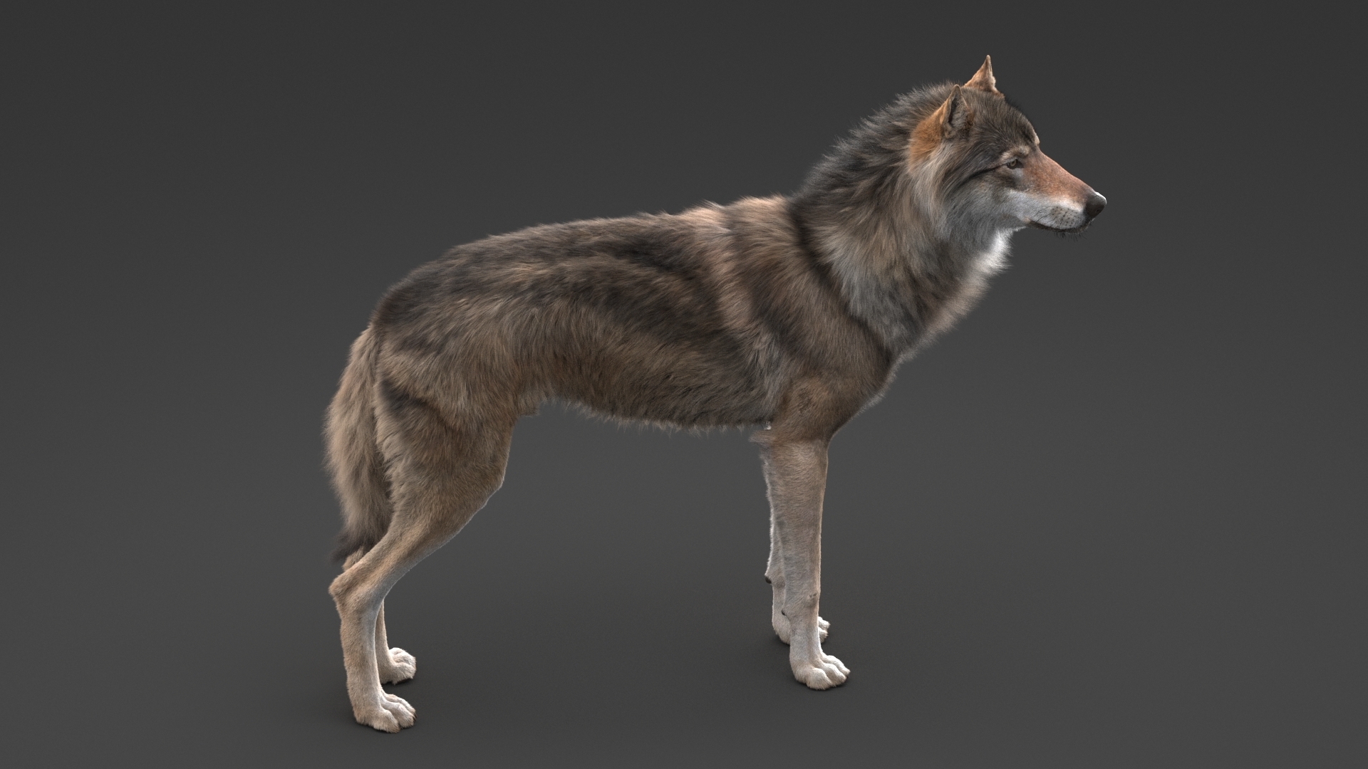 3D realistic rigged wolf TurboSquid 1461942