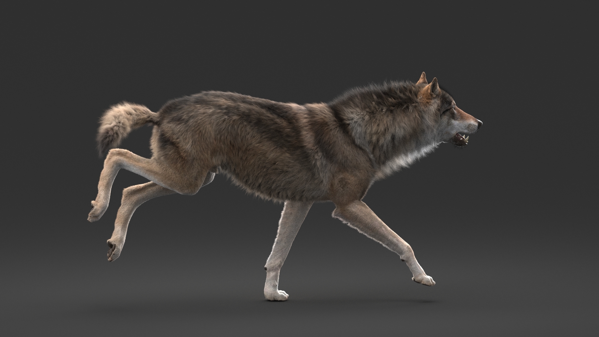 3D realistic rigged wolf - TurboSquid 1461942