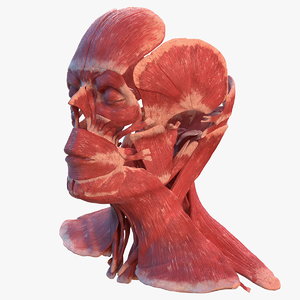 Turbosquid éducation HumanHeadMuscularSystemc4dmodel000.jpg09F25755-8B93-4730-B7F9-B786DA0F7A40Res300